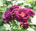 Роза Midnight Blue (Миднайт Блю) — фото 3