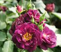 Роза Midnight Blue (Миднайт Блю) — фото 4