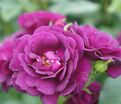 Роза Midnight Blue (Миднайт Блю) — фото 6