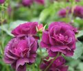 Роза Midnight Blue (Миднайт Блю) — фото 8