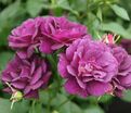 Роза Midnight Blue (Миднайт Блю) — фото 9