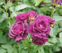 Роза Midnight Blue (Миднайт Блю) — фото 10