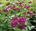 Роза Midnight Blue (Миднайт Блю) — фото 11