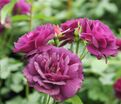 Роза Midnight Blue (Миднайт Блю) — фото 12