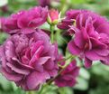 Роза Midnight Blue (Миднайт Блю) — фото 13