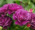 Роза Midnight Blue (Миднайт Блю) — фото 17