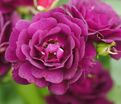 Роза Midnight Blue (Миднайт Блю) — фото 18
