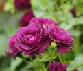 Роза Midnight Blue (Миднайт Блю) — фото 19
