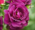 Роза Midnight Blue (Миднайт Блю) — фото 20
