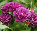 Роза Midnight Blue (Миднайт Блю) — фото 21