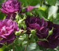 Роза Midnight Blue (Миднайт Блю) — фото 22