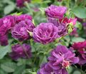 Роза Midnight Blue (Миднайт Блю) — фото 25