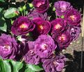 Роза Midnight Blue (Миднайт Блю) — фото 27