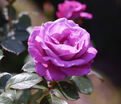 Роза Royal Amethyst (Роял Аметист) — фото 3