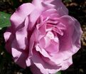 Роза Royal Amethyst (Роял Аметист) — фото 6