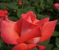 Роза Touch of Class (Тач оф Класс) — фото 6