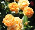 Роза Bernstein-Rose (Бернштайн роуз) — фото 4