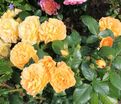 Роза Bernstein-Rose (Бернштайн роуз) — фото 5