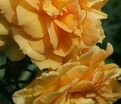 Роза Bernstein-Rose (Бернштайн роуз) — фото 7
