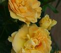 Роза Bernstein-Rose (Бернштайн роуз) — фото 8