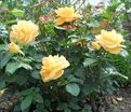 Роза Bernstein-Rose (Бернштайн роуз) — фото 9
