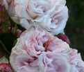 Роза Constanze Mozart (Констанс Моцарт) — фото 2