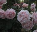 Роза Constanze Mozart (Констанс Моцарт) — фото 3