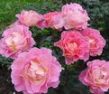 Роза Pink Paradise (Пинк Парадиз) — фото 4
