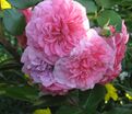 Роза Pink Swany (Пинк Свани) — фото 3