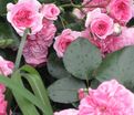 Роза Pink Swany (Пинк Свани) — фото 6