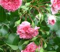 Роза Pink Swany (Пинк Свани) — фото 8