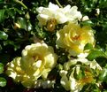 Роза Sunny Rose (Санни Роуз) — фото 3