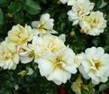 Роза Sunny Rose (Санни Роуз) — фото 4