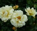 Роза Sunny Rose (Санни Роуз) — фото 5
