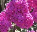 Флокс метельчатый Свит Вильям (Sweet William) — фото 2