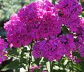 Флокс метельчатый Свит Вильям (Sweet William) — фото 3
