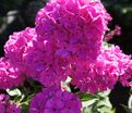 Флокс метельчатый Свит Вильям (Sweet William) — фото 4