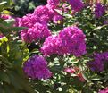 Флокс метельчатый Свит Вильям (Sweet William) — фото 5