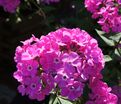 Флокс метельчатый Свит Вильям (Sweet William) — фото 7