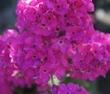 Флокс метельчатый Свит Вильям (Sweet William) — фото 8
