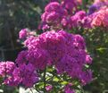 Флокс метельчатый Свит Вильям (Sweet William) — фото 9