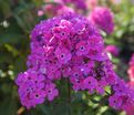Флокс метельчатый Свит Вильям (Sweet William) — фото 10
