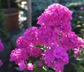 Флокс метельчатый Свит Вильям (Sweet William) — фото 11