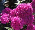 Флокс метельчатый Свит Вильям (Sweet William) — фото 12