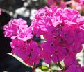 Флокс метельчатый Свит Вильям (Sweet William) — фото 13