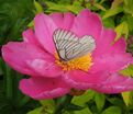 Пион травянистый Денсинг баттерфляй (Dancing butterfly) — фото 9