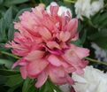 Пион травянистый Сувенир де Максим Корню (lutea Souvenir de Maxime Cornu) — фото 2