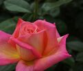 Роза Chicago Peace (Чикаго Пис) — фото 8