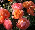 Роза Lady Emma Hamilton (Леди Эмма Хамильтон) — фото 6