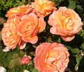 Роза Lady Emma Hamilton (Леди Эмма Хамильтон) — фото 8